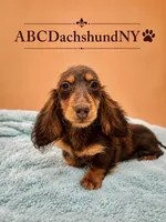 Russian akc, a male Miniature Dachshund for sale in Oneonta, NY – 2 of 2