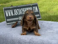Russian, a male Miniature Dachshund for sale in Oneonta, NY – 6 of 10