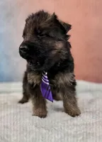 Ch Sired LH Import AKC, a male German Shepherd Dog for sale in Oneonta, NY – Photo 2 of 10