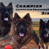 Ch Sired LH Import AKC, a male German Shepherd Dog for sale in Oneonta, NY – Photo 4 of 10