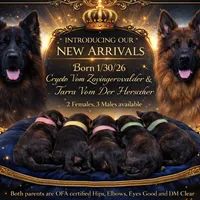 Ch Sired LH Import AKC, a male German Shepherd Dog for sale in Oneonta, NY – Photo 7 of 10