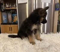 Ch Sired LH Import AKC, a male German Shepherd Dog for sale in Oneonta, NY – Photo 9 of 10