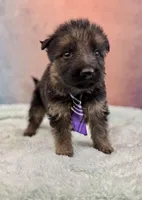 Ch Sired LH Import AKC, a male German Shepherd Dog for sale in Oneonta, NY – Photo 3 of 10