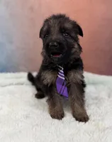 Ch Sired LH Import AKC, a male German Shepherd Dog for sale in Oneonta, NY – Photo 5 of 10