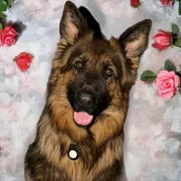 Ch Sired LH Import AKC, a male German Shepherd Dog for sale in Oneonta, NY – Photo 5 of 10