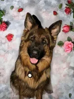 Ch Sired LH Import AKC, a male German Shepherd Dog for sale in Oneonta, NY – Photo 8 of 10