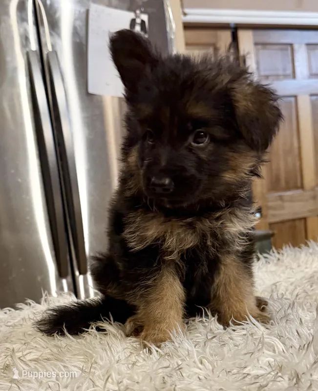 Ch Sired LH Import AKC – German Shepherd Dog puppy for sale in Oneonta, NY