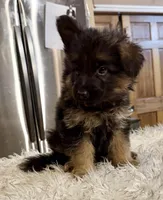 Ch Sired LH Import AKC, a male German Shepherd Dog for sale in Oneonta, NY – Photo 1 of 10