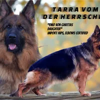 Ch Sired LH Import AKC, a male German Shepherd Dog for sale in Oneonta, NY – Photo 6 of 10