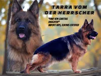Ch Sired LH Import AKC, a male German Shepherd Dog for sale in Oneonta, NY – Photo 9 of 10