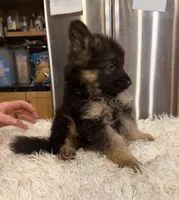 Ch Sired LH Import AKC, a male German Shepherd Dog for sale in Oneonta, NY – Photo 8 of 10