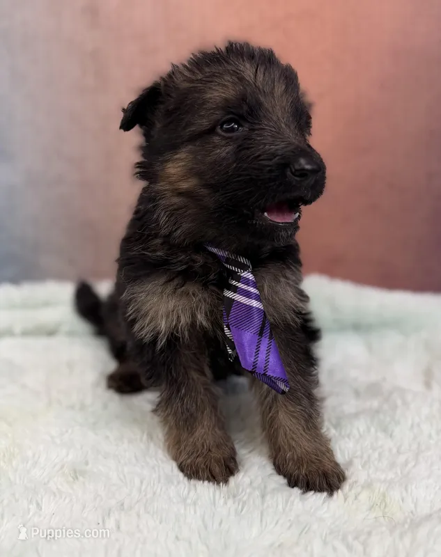 Ch Sired LH Import AKC, a male German Shepherd Dog for sale in Oneonta, NY – Photo 1 of 10