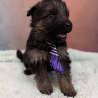 Ch Sired LH Import AKC, a male German Shepherd Dog for sale in Oneonta, NY – Photo 2 of 10