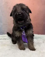 Ch Sired LH Import AKC, a male German Shepherd Dog for sale in Oneonta, NY – Photo 4 of 10