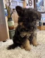 Ch Sired LH Import AKC, a male German Shepherd Dog for sale in Oneonta, NY – Photo 10 of 10