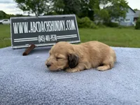 Dapple boy, a male Miniature Dachshund for sale in Oneonta, NY – 2 of 10