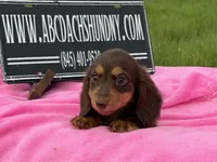 Russian, a female Miniature Dachshund for sale in Oneonta, NY – 7 of 9