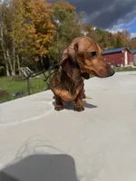 Russian AKC dad is Gold GCH, a female Miniature Dachshund for sale in Oneonta, NY – 3 of 8