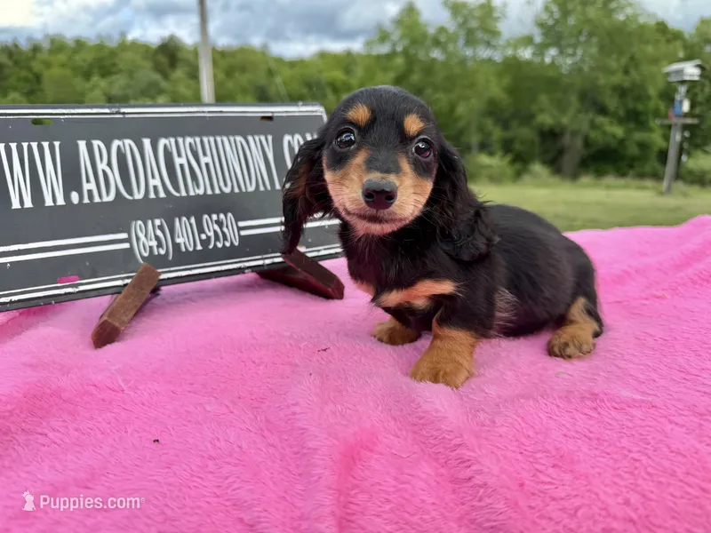 Russian sale – Miniature Dachshund puppy for sale in Oneonta, NY