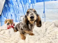 AKC Ch mom Russian, a male Miniature Dachshund for sale in Oneonta, NY – Photo 2 of 10