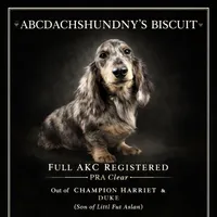 AKC Ch mom Russian, a male Miniature Dachshund for sale in Oneonta, NY – Photo 1 of 10