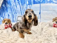 AKC Ch mom Russian, a male Miniature Dachshund for sale in Oneonta, NY – Photo 10 of 10