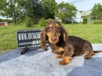 Russian akc, a male Miniature Dachshund for sale in Oneonta, NY – 6 of 8