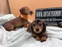 Pick of the litter Russian AKC , a male Miniature Dachshund for sale in Oneonta, NY – 5 of 10