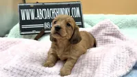 Dapple Russian akc, a female Miniature Dachshund for sale in Oneonta, NY – 6 of 7