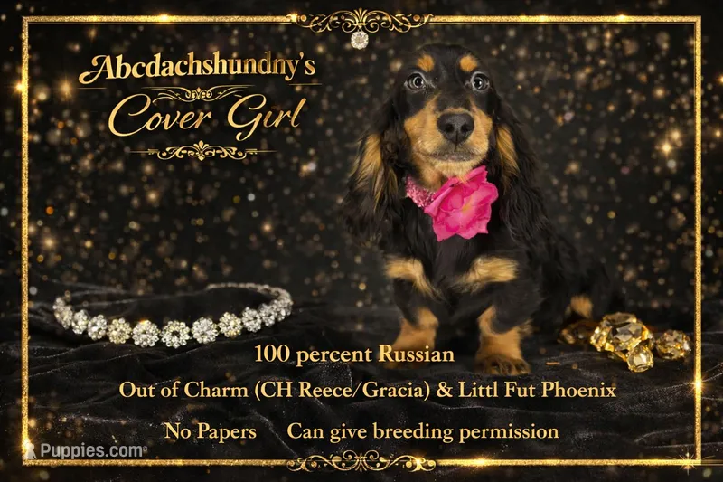 Ch RUS – Dachshund puppy for sale in Oneonta, NY