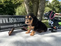 Russian, a female Miniature Dachshund for sale in Oneonta, NY – 3 of 8