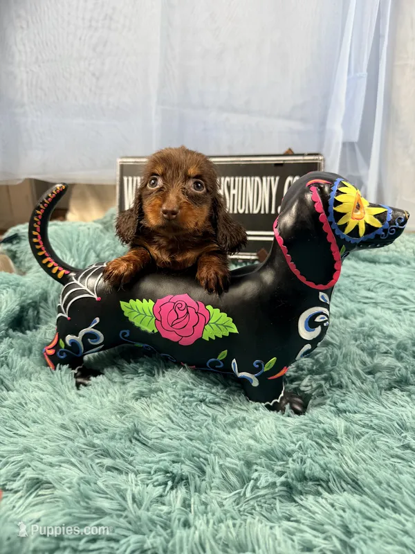 Champion bred Lh female russian – Miniature Dachshund puppy for sale in Oneonta, NY