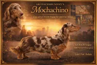 Pick of the litter Russian AKC , a male Miniature Dachshund for sale in Oneonta, NY – 8 of 10