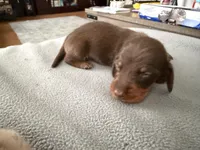 Champion bred LH male russian, a male Miniature Dachshund for sale in Oneonta, NY – 2 of 10