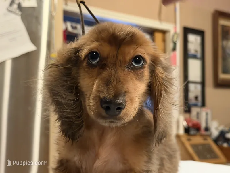 2 blue eyes russian – Miniature Dachshund puppy for sale in Oneonta, NY