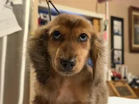 2 blue eyes russian, a male Miniature Dachshund for sale in Oneonta, NY – 1 of 10