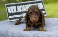 Russian, a male Miniature Dachshund for sale in Oneonta, NY – 5 of 10