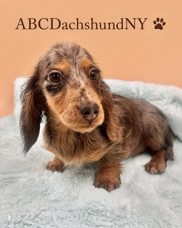 AKC Russian  – Miniature Dachshund puppy for sale in Oneonta, NY