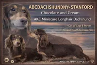 AKC S.African, a male Miniature Dachshund for sale in Oneonta, NY – 9 of 10