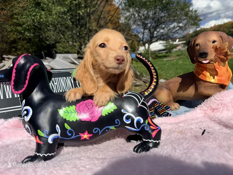 Russian AKC Carrie’s cream – Miniature Dachshund puppy for sale in Oneonta, NY