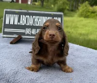 Russian, a male Miniature Dachshund for sale in Oneonta, NY – 7 of 10