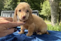 Ee red Russian , a male Miniature Dachshund for sale in Oneonta, NY – 2 of 4