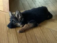 Import LH, a female German Shepherd Dog for sale in Oneonta, NY – 2 of 9