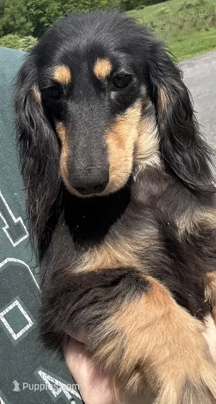 Ch bred spayed housebroken – Miniature Dachshund puppy for sale in Oneonta, NY