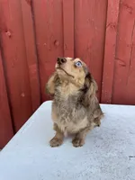 Choc cream Dapple AKC blue eye!!!, a male Miniature Dachshund for sale in Oneonta, NY – 8 of 10