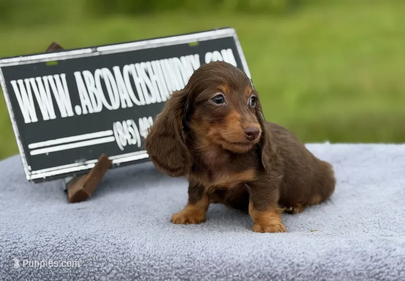 Ch Russian – Miniature Dachshund puppy for sale in Oneonta, NY