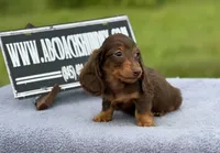 Ch Russian, a male Miniature Dachshund for sale in Oneonta, NY – 1 of 10