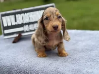Ch Russian line, a male Miniature Dachshund for sale in Oneonta, NY – 4 of 10