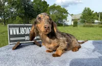 AKC Russian , a male Miniature Dachshund for sale in Oneonta, NY – 10 of 10