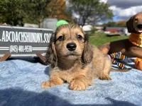 Uk import dapple, a male Miniature Dachshund for sale in Oneonta, NY – 2 of 6